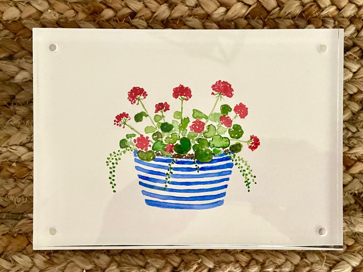 Geraniums in Blue Striped Planter